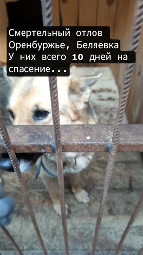 Смертельный отлов.Спасти пока не поздно.Номер 1568 #собака #помощьбездомным