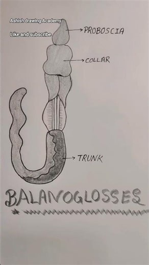 Balanoglossus Diagram Drawing | Proboscis Collar Trunk /class 12th biology | Ashish Drawing Academy