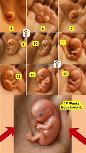 Baby development week by week #weekbyweekpregnancy #babydevelopment #shorts