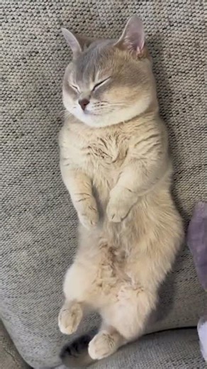 Disturbing a Sleeping Cat 😹 | Funny Cat Reaction You Must See | Crazy Cats Goofy Dogs