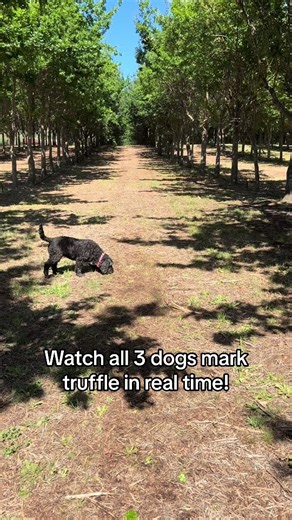 Watch all 3 dogs find truffles in real time while i try to tell you about where we need to hunt for them 🤩👏🏻 #trufflehunting #trufflefarming #thetrufflefarmer #thetrufflefarm #thetrufflefarmtasmania #tasmaniantruffles #truffles #freshtruffle #tasmania #truffledogs #dogsoftiktok #truffledog #doglovers