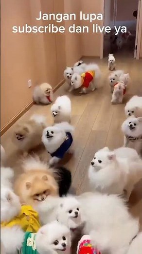 Kumpulan Anjing Paling Lucu & Menggemaskan di Dunia! Dijamin Bikin Ngakak dan Gemes! #shortsfeed