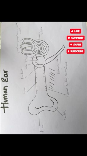 How to draw Human Ear👂within a minute ⏰ #biology #humananatomyandphysiology #education #science