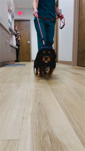 We had a parade at work today! A handful of our own pets dressed up and strutted their stuff in costume! We hope you all have a Happy Halloween! 🎃 🤍 Your family at Animal Medical Center **We do not own the rights to the music played within the video! ** #halloweenparty #veterinarymedicine #vetmedlife #cat #dog | Animal Medical Center
