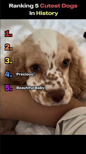 Ranking The Cutest Dogs In History