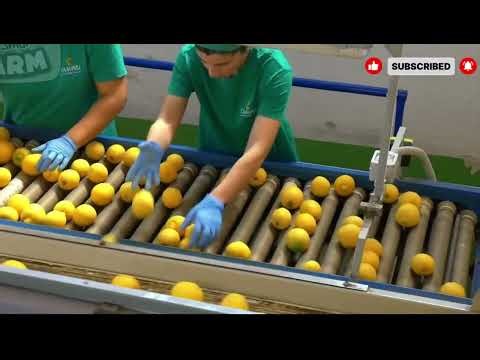 How Millions of Lemons Are Grown on Modern Farms