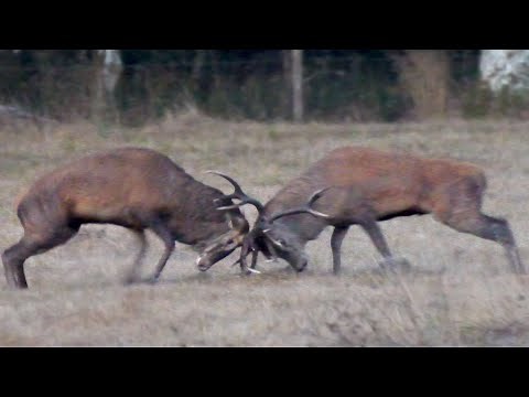 Brame du cerf 2018 - Combat - HD