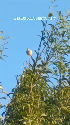 今日3/12の鳥達と周辺 新旧スマホカメラを試す 旧スマホは手袋からでも #nature #god #birds #今日の鳥達と周辺