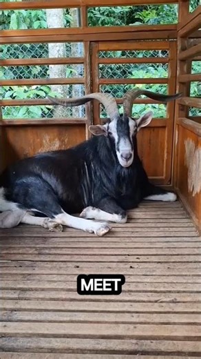 British Alpine Goat | Learn Animals With Gen Z #shorts#animals#goat