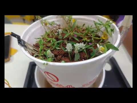 AUTOMATIC IRRIGATION SYSTEM USING SOIL MOISTURE | MINI PROJECT | EEE |