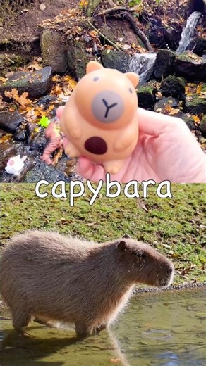 Animal Names for Kids to Learn at the Waterfall: Duck Owl Crocodile Capybara Tiger