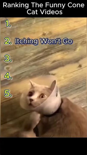 Ranking the funny cone cat videos