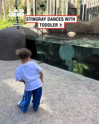 832K views · 41K reactions | This heartwarming interaction will make your day!  | LADbible Ireland | Facebook