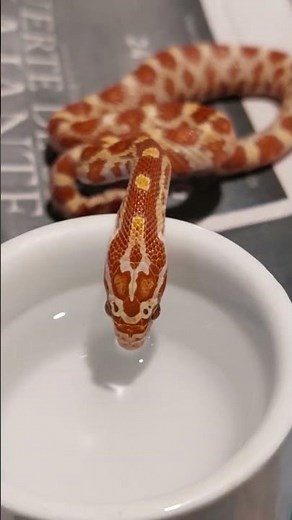 🌽🐍The corn snake — a colourful master of escape!