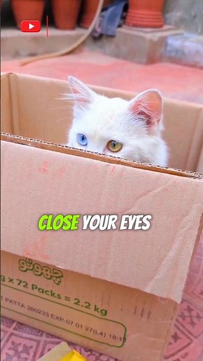 The Ultimate Blind Typing Challenge! 🐱⌨️ #pets #trending #shortsfeed #funny #cutecat #animals