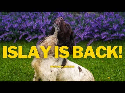 REALISTIC Training Session With A 10-Month Old SPRINGER SPANIEL