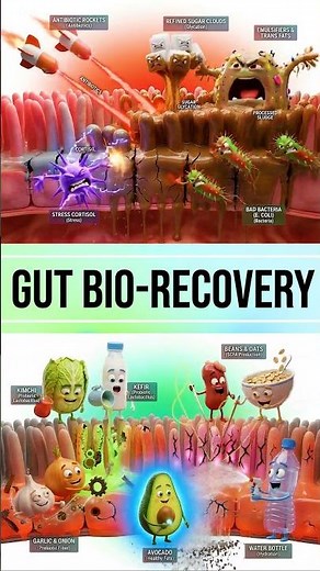Why Your Digestion is Always Bloated (Internal View) 🦠💥