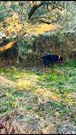 my black pointer is good for Hunting #puppy #pointerdog #barkingdog #huntingdog #shorts #setter