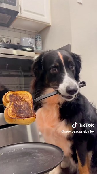 Service Dog Makes Grilled Cheese for Mom | POTS Syndrome Awareness