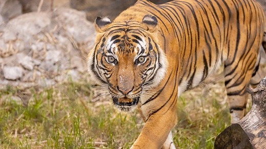 Critically endangered Malayan tiger, new arrival at the Jacksonville Zoo, may help species survive