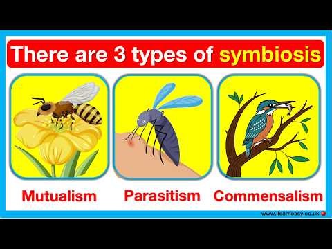 Types of symbiosis ✅ | Mutualism, parasitism & commensalism | Differences & real-life examples