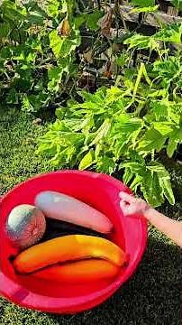 Overgrown zucchini