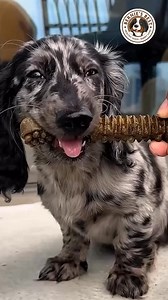 Brushing your dog’s teeth shouldn’t feel like a wrestling match. Charming Chompers make dental care easy — crunchy treats that help reduce plaque and tartar while supporting gut health. No toothbrush drama. No artificial junk. Just science-backed ingredients dogs actually love. Made by real dog parents. Loved by picky pups. And yes — totally risk-free if your dog’s not obsessed (but they usually are 😉). 👉 Upgrade Treat Time https://store.bernies.com/products/charming-chompers | Bernie's Best