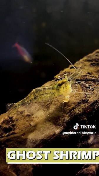 Let's learn something incredible about GHOST SHRIMP! #shrimp #ghostshrimp #fish #aquarium #animals #naturelover #educational #myincredibleworld
