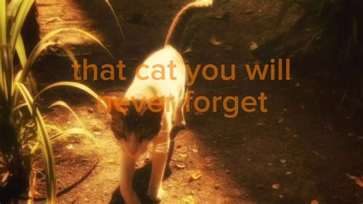 My Adorable Kitty Cat - A Forever Love