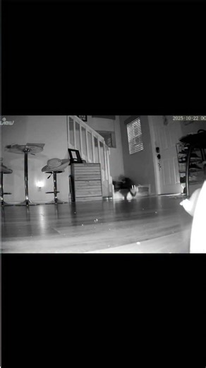 #CatBringsGifts | Batman The Munchkin Cat