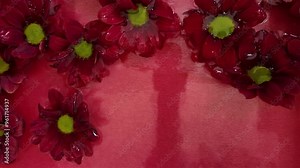 Dark red chrysanthemum flowers float in the water. Dark crimson chrysanthemum flowers on chili red background. Concept of cosmetics, wellness, spa and self-care. Macro view. Slow motion