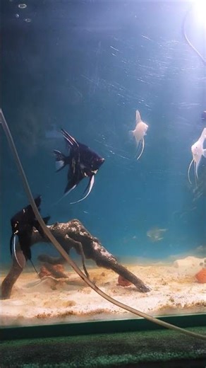 Angel fish Tank Setup ❤️🐟🌊💯