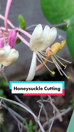 Plants 'n' Gardens on TikTok