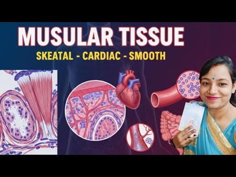 Muscular tissue -Striated muscles , Unstriated muscles , Cardiac 💪🏼 muscles
