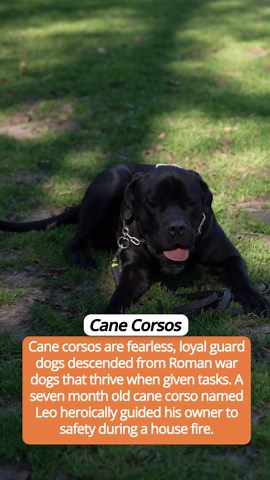 Dog breeds that step up when danger strikes