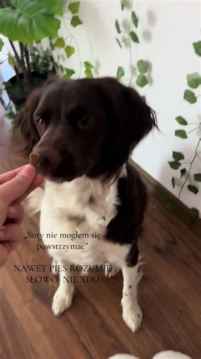 #dogcommunityfyp #dogcom