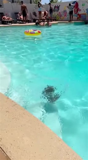 #meowl #cats #catlover #pets #fyp | cat