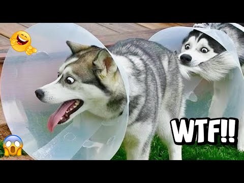 VIRAL FUNNY DOG COMPILATION 2025 – YOU WON’T STOP LAUGHING 🤣🐶 #12