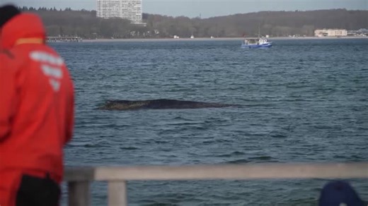 German rescuers try to save beached humpback whale