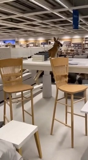 "The new IKEA showroom layouts are getting really wild. What's the weirdest thing you've seen while furniture shopping? #Absurd #SurrealHumor #IKEA #IKEAFinds #Kangaroo #FunnyVideo #Weird #Shopping #Comedy #Unexpected | IntoOpal