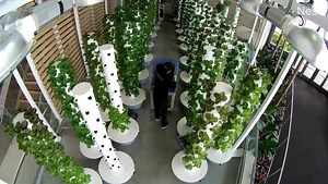 Weekly harvest from Urban Smart Farms @smartfarms 🌱 Urban Smart Farms is an indoor aeroponic Tower Farm inside the Orange County Convention Center in Orlando, Florida. 🌱🏢🌿 Hundreds of pounds of fresh greens are harvested every week from Urban Smart Farms. Most conference venues aren’t known for having top-notch cuisine, however the Orange County Convention Center is an exception. With Center-to-Table Gardens, the first farm to be grown inside a convention center. Smart Urban Farms is truly t