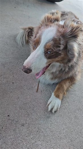 Driving with the Cookie Monster: Land Cruiser & Border Collie Adventure