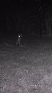 Swiper, no swiping! Are you fur real? How corny is that! The fox is swiping some corn! What in the fox do foxes eat anyway? Foxes are what they call an omnivore. Which means they will eat whatever they can get their paws on. A typical red fox diet includes rabbits, snakes, insects, birds, mice, berries and fruits... corn. When visiting parks like Hampton, always remember to pack in and pack out, to help us keep the wildlife, wild. #NPSWilderness [Video of a fox thinking it can swipe corn from Ha