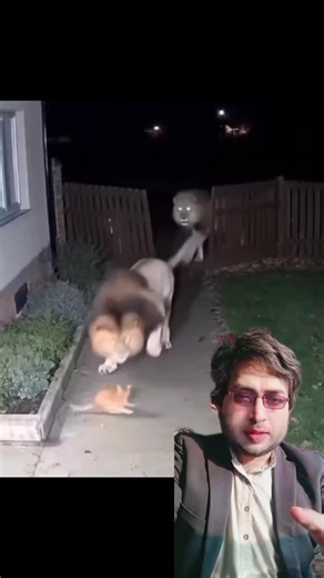 Faheem Ahmad Faheem Ahmad on Instagram‎: "اکیلی بلی کو کمزور سمجھنا شیروں کی سب سے بڑی غلطی تھی 🐱🔥 ایک شیر حملہ کرنے آیا تو بلی نے غصے میں جم ماری، پھر دوسرا شیر بھی آ گیا مگر بلی نے ہمت نہیں ہاری۔ نتیجہ؟ دونوں شیر ڈر کے مارے بھاگ گئے! یہ ہے اصل بہادری 💪 #BraveCat #LionVsCat #Fearless #AnimalCourage #JungleReality #NeverUnderestimate #CatPower #بہادری #ہمت"‎