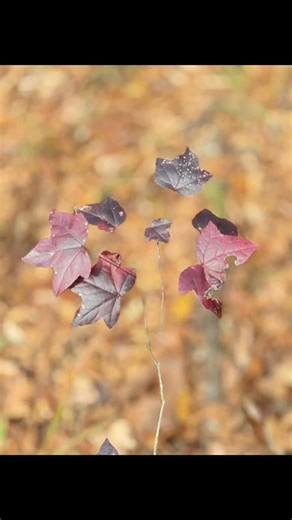 Explore the hidden beauty of Webster & Claiborne Parishes! Historic towns, peaceful trails, friendly faces.... and a relaxing escape waiting for you at Huckleberry Hideaway Cabins & RV Resort. Whether you're passing through or planning a getaway, we'd love to welcome you. #comehideawaywithus #mindenla #homerla #louisianatravel #supportlocal #louisianaroadtrip @followers | Huckleberry Hideaway Cabins & RV Resort in Minden, Louisiana