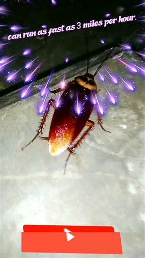 Roaches can run as fast as 3 miles per hour #cockroaches