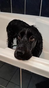 64K views · 2K reactions | cocker spaniel❤️ #CockerSpaniel #CockerLove #FluffyDoggo #DogLoversClub #PuppyVibes #CuteDogDaily #DoggoWorld #SpanielLife #PetPhotography #DogMoments #HappyPaws #PuppyEyes #DogDailyPost #FurryFriendship #PetVibesOnly | Cocker Spaniel Lovers | Facebook