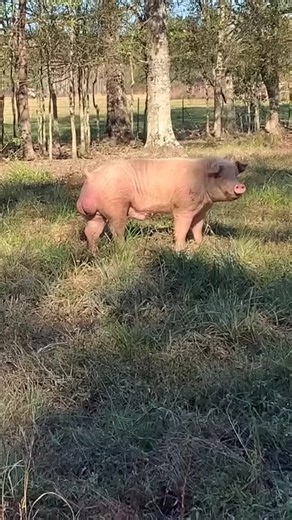 БоБр (@user2610319510406)’s videos with оригинальный звук - SS_RAF