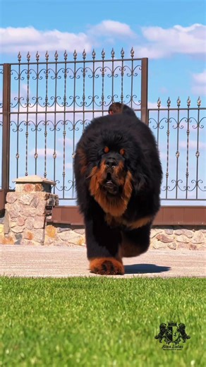 Tibetan Mastiff Puppies: Adorable Moments with My Dog