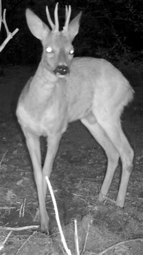 9.3K views · 1.2K reactions | Buck marking its territory.  Have you ever found these kinds of rubs and scrapes? #buck #deer #nature #wildlife #animals #forest #trailcam | Once Upon a Forest | Facebook